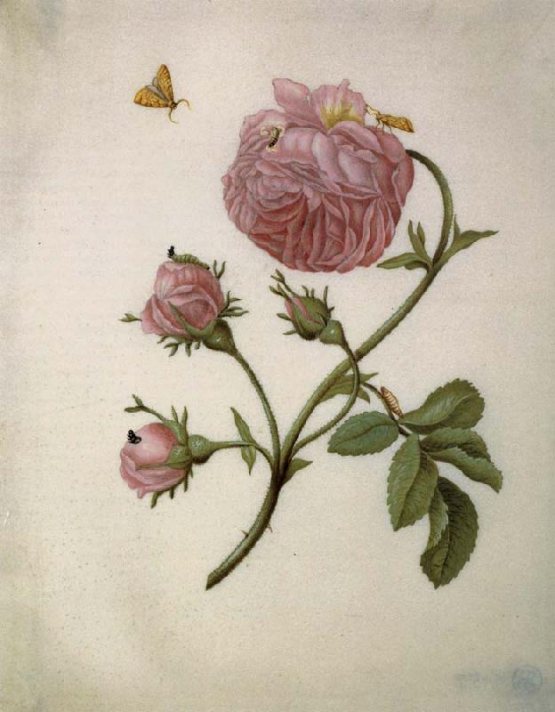 Maria Sibylla Merian Bush Rose with Leafminer Moth,Larva,and Pupa France oil painting art